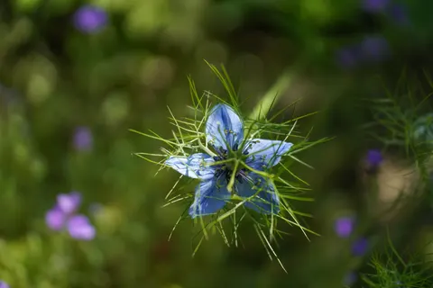 Hydrangea 4K Wallpaper · flowers · 3840×2560