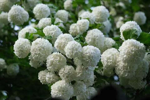 Hydrangea 4K Wallpaper · flowers · 3840×2560