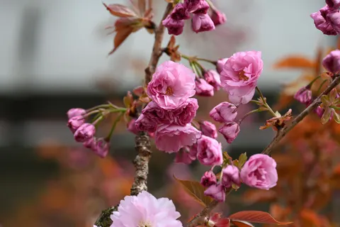 Kirschblütenbaum 4K Hintergrundbild · flowers · 3840×2560