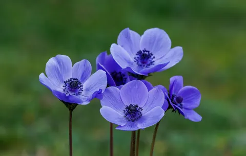 Hydrangea 4K Wallpaper · flowers · 3840×2438