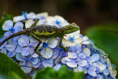 Hydrangea 4K Wallpaper · flowers · 3840×2560