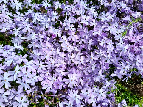 Hydrangea 4K Wallpaper · flowers · 3840×2880