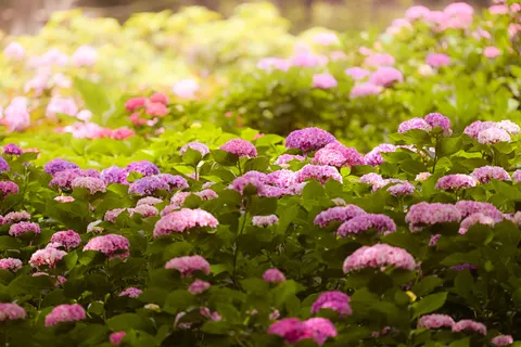 Hydrangea 4K Wallpaper · flowers · 3840×2560