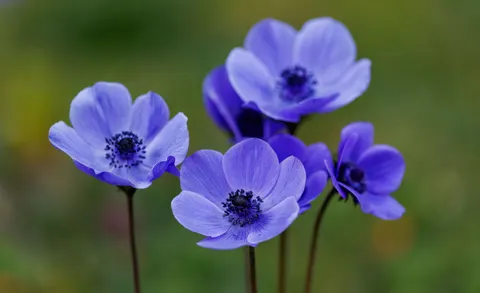 Hydrangea 4K Wallpaper · flowers · 3840×2347