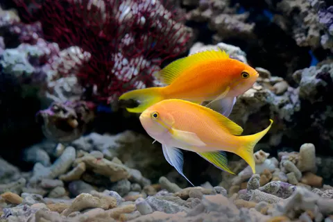 والپیپر ماهی صخره مرجانی با کیفیت 4K · ocean · 3840×2560