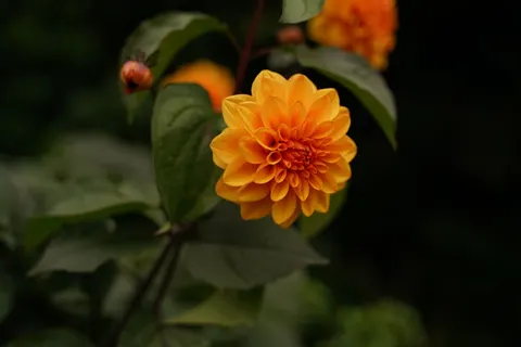 Dahlia 4K Wallpaper · flowers · 3840×2560