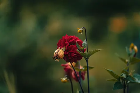 Dahlia 4K Wallpaper · flowers · 3840×2560