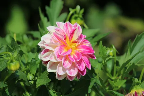 Dahlia 4K Wallpaper · flowers · 3840×2560