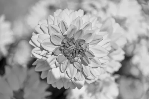 Dahlia 4K Wallpaper · flowers · 3840×2558