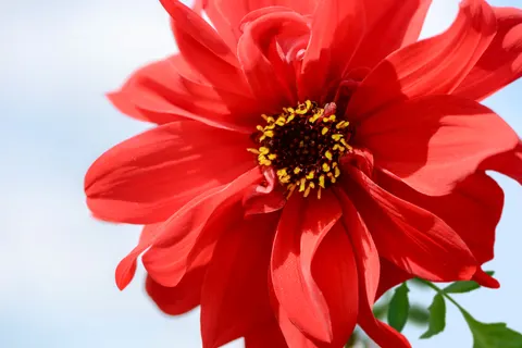 Dahlia 4K Wallpaper · flowers · 3840×2563