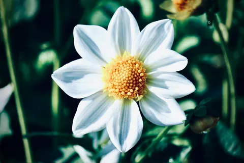 Dahlia 4K Wallpaper · flowers · 3840×2560