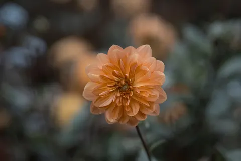 Dahlia 4K Wallpaper · flowers · 3840×2560