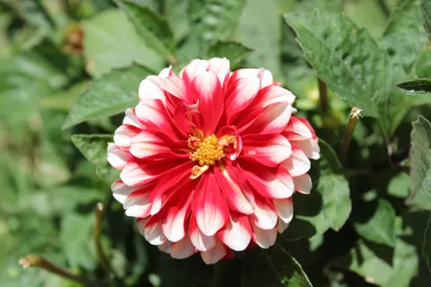 Dahlia 4K Wallpaper · flowers · 3840×2560