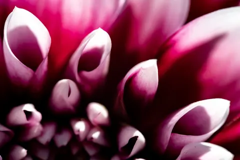 Dahlia 4K Wallpaper · flowers · 3840×2560