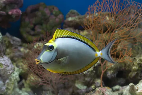 Sfondo Pesci di Barriera 4K · ocean · 3840×2560