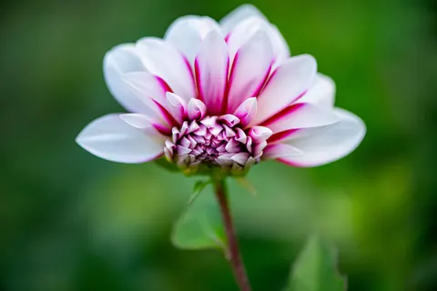Dahlia 4K Wallpaper · flowers · 3840×2560