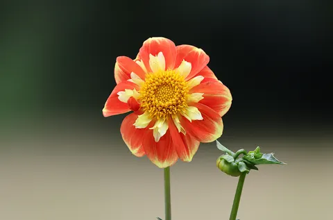Dahlia 4K Wallpaper · flowers · 3840×2534