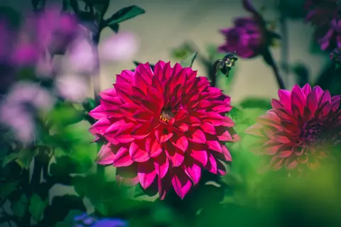ダリア 4K壁紙 · flowers · 3840×2560