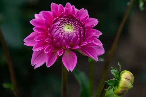 Dahlia 4K Wallpaper · flowers · 3840×2560