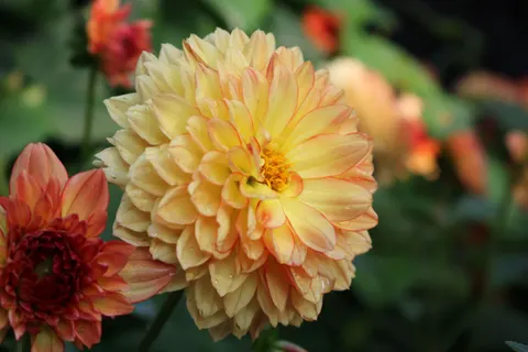 Dahlia 4K Wallpaper · flowers · 3840×2560