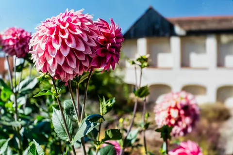 Dahlia 4K Wallpaper · flowers · 3840×2563