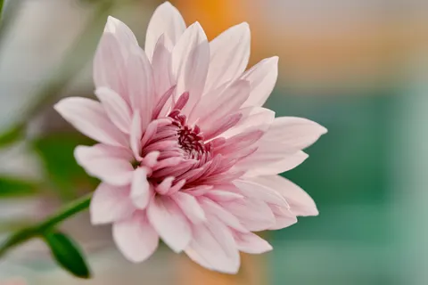 Dahlia 4K Wallpaper · flowers · 3840×2560