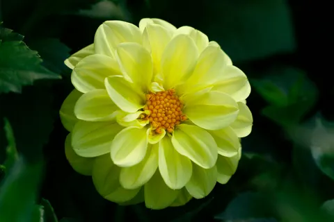 Dahlia 4K Wallpaper · flowers · 3840×2560