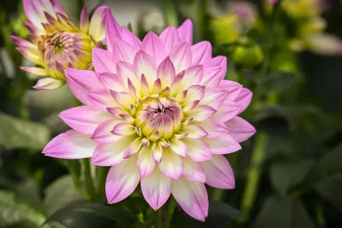 Dahlia 4K Wallpaper · flowers · 3840×2560