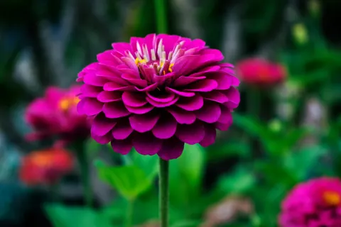 Yıldız Çiçeği 4K Duvar Kağıdı · flowers · 3840×2560