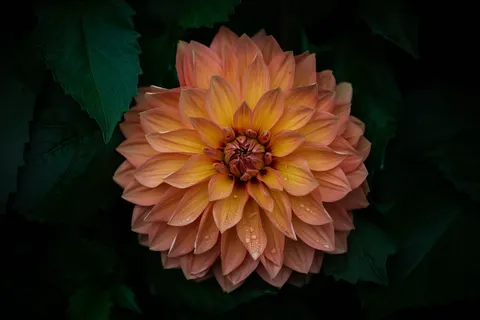 Dahlia 4K Wallpaper · flowers · 3840×2560