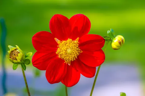 Dahlia 4K Wallpaper · flowers · 3840×2560