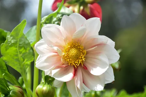 Dahlia 4K Wallpaper · flowers · 3840×2560