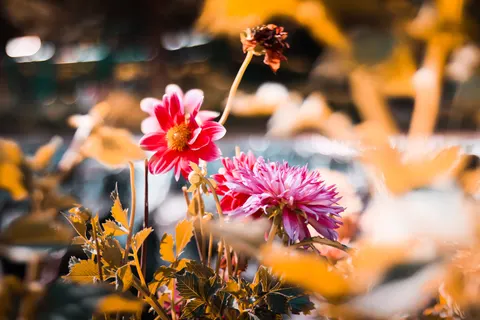 Dahlia 4K Wallpaper · flowers · 3840×2560