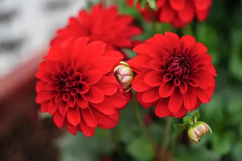 Sfondo Dalia 4K · flowers · 3840×2560
