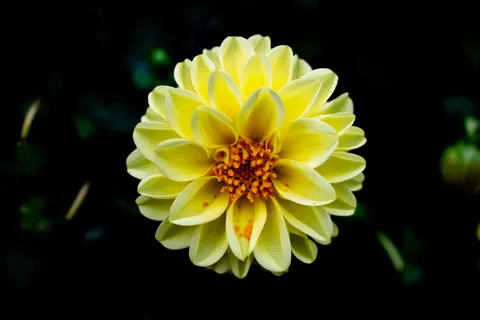 Sfondo Dalia 4K · flowers · 3840×2560