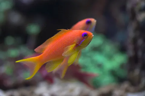 Reef Fish 4K Wallpaper · ocean · 3840×2560