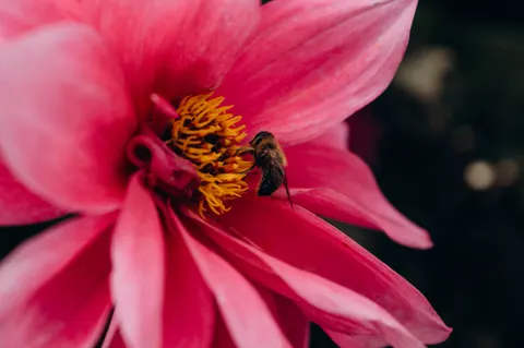 Sfondo Dalia 4K · flowers · 3840×2553