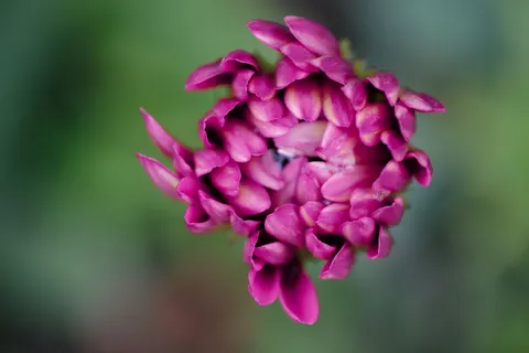 Dahlia 4K Wallpaper · flowers · 3840×2560