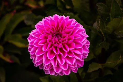 Dahlia 4K Wallpaper · flowers · 3840×2560
