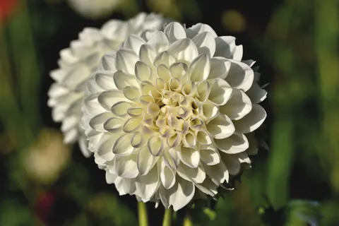 Dahlia 4K Wallpaper · flowers · 3840×2560