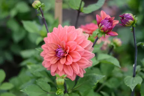 Dahlia 4K Wallpaper · flowers · 3840×2560