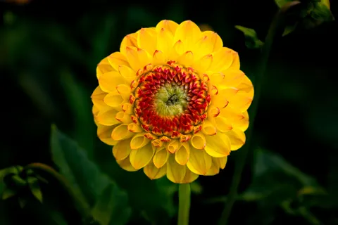 Dahlia 4K Wallpaper · flowers · 3840×2560