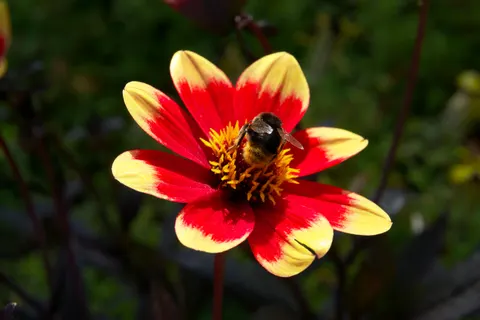 Dahlie 4K Hintergrundbild · flowers · 3840×2560