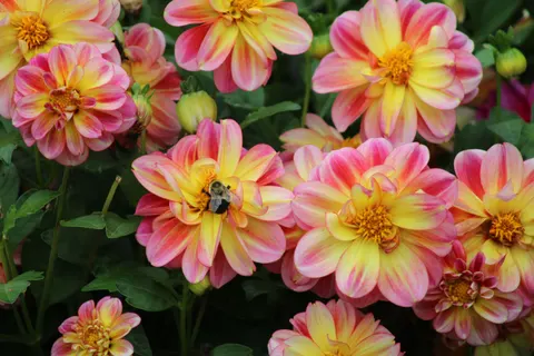 Dahlia 4K Wallpaper · flowers · 3840×2560