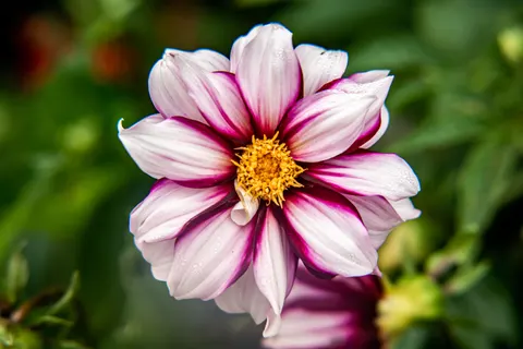 Dahlia 4K Wallpaper · flowers · 3840×2560