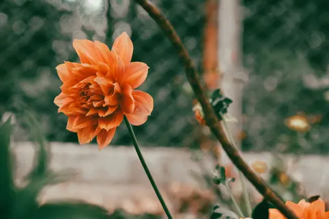Dahlia 4K Wallpaper · flowers · 3840×2560