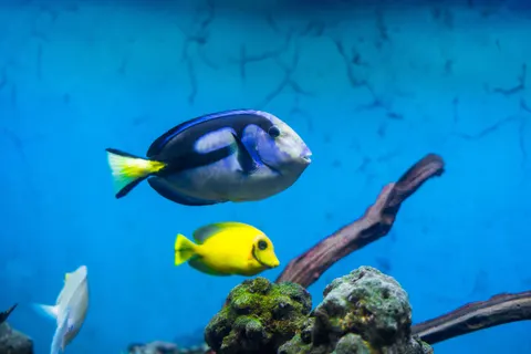 Hình nền Cá Rạn San Hô 4K · ocean · 3840×2560