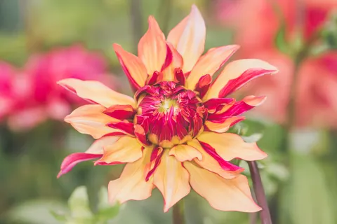 Dahlia 4K Wallpaper · flowers · 3840×2560