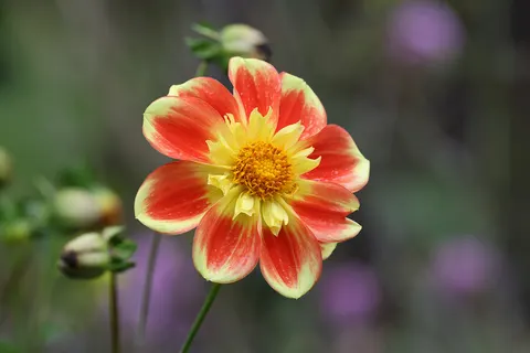 Dahlia 4K Wallpaper · flowers · 3840×2561