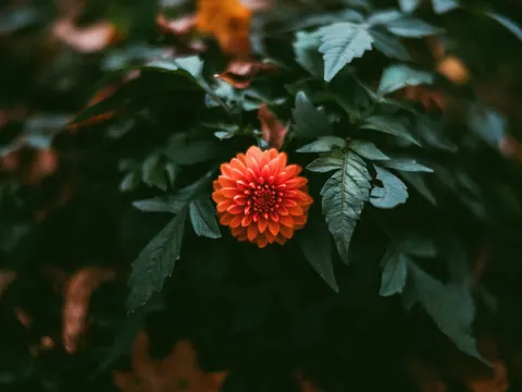 Dahlia 4K Wallpaper · flowers · 3840×2880
